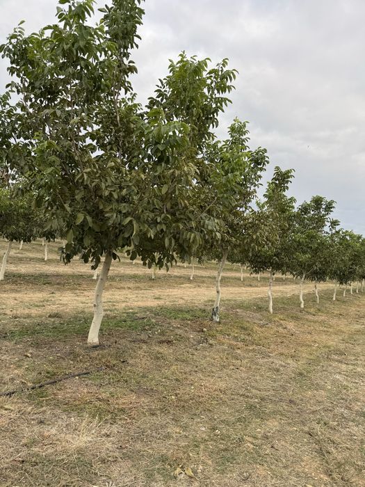 Орехи Чандлър собствено производство