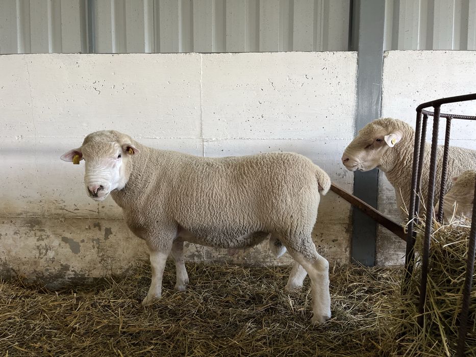 Berbeci rasă de carne île de france