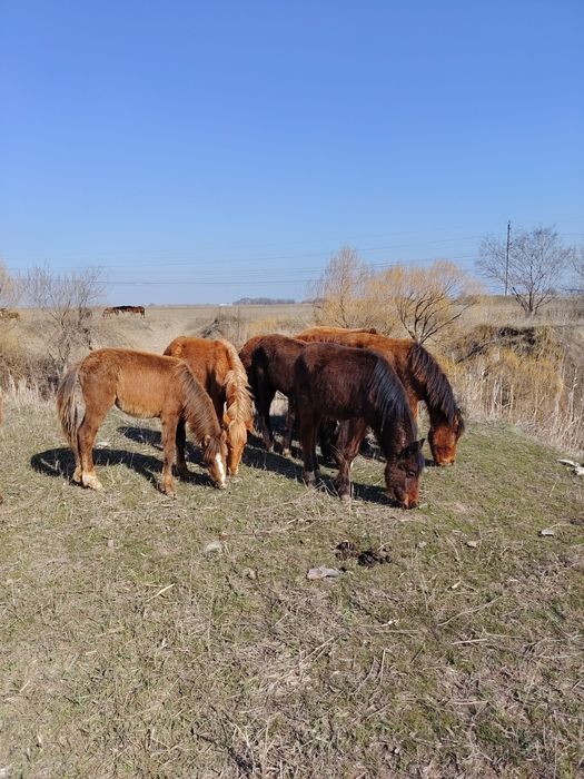 9 бас жабағы 250 мын