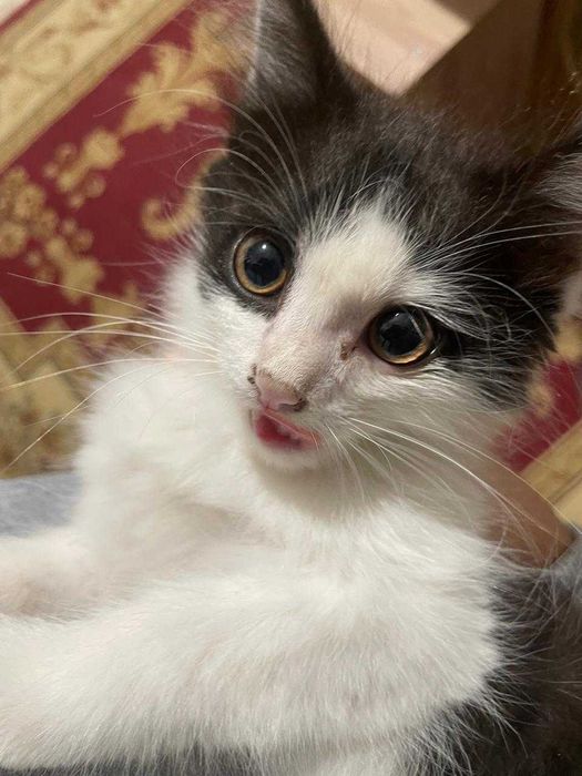 Котята-мальчики бесплатно