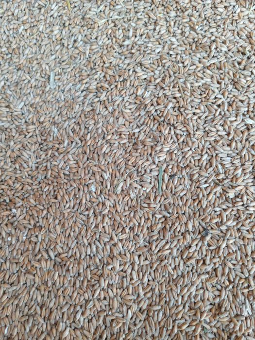 De vanzare cereale