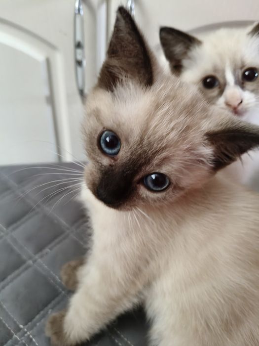 Бесплатно котята