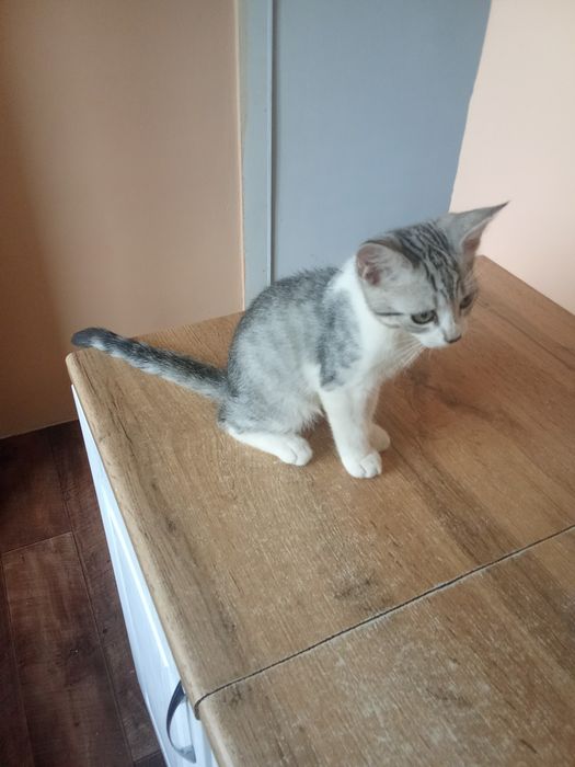 Отдам бесплатно котика