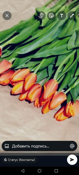 Тюльпаны голландские оптом с теплицы