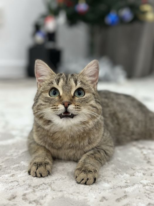 Кошка пол года девочка