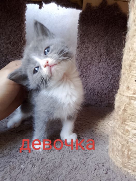 Продаются котята