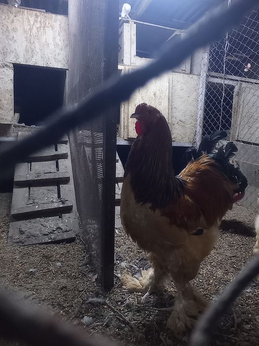 Инкубационные яйца палевых брам