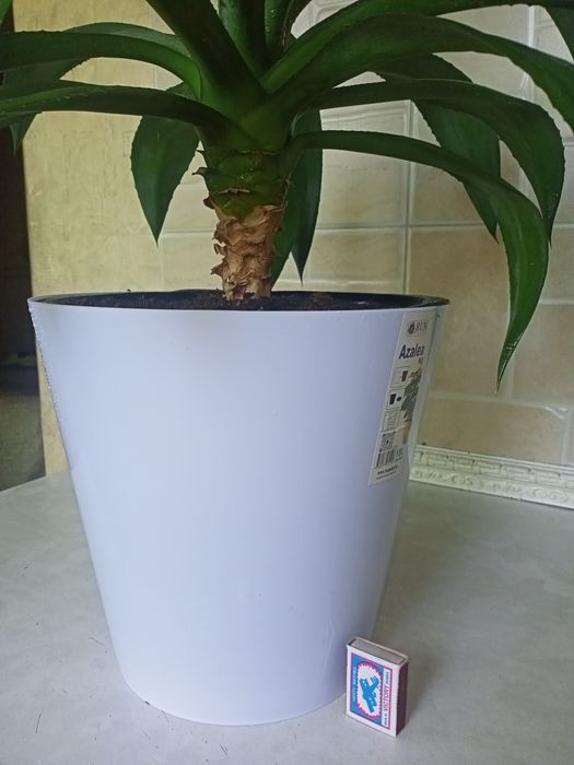 Агава, многолетняя