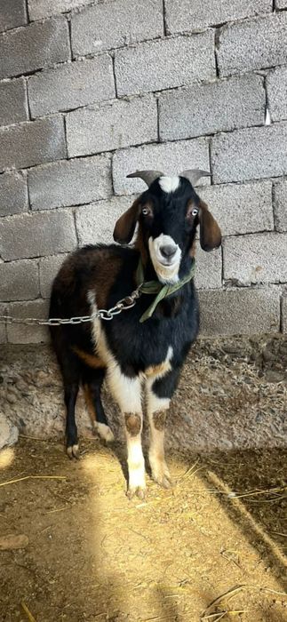 Англонубиский 11айлық теке