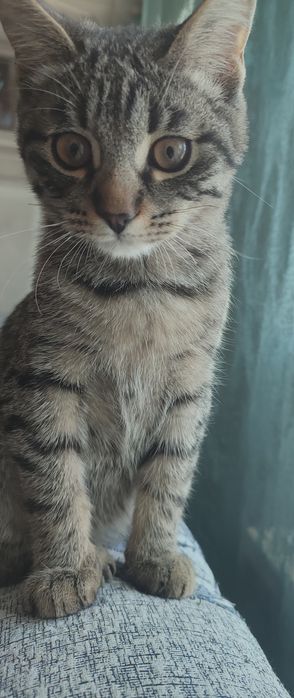 Отдадим котика очень красивый