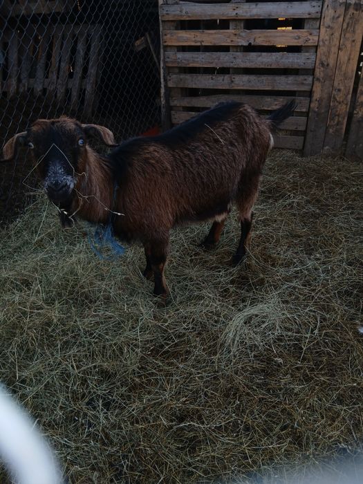 Capra cu lapte tanara/schimb