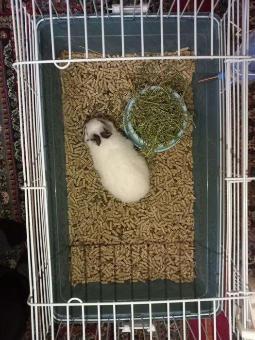 Quyon  dekorativniy karlikoviy