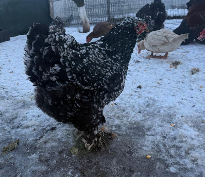 Brahma bobat(alb) sau familii!