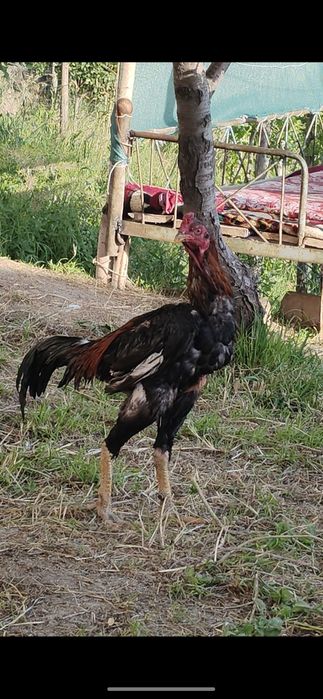 Dakan xuroz vetnam