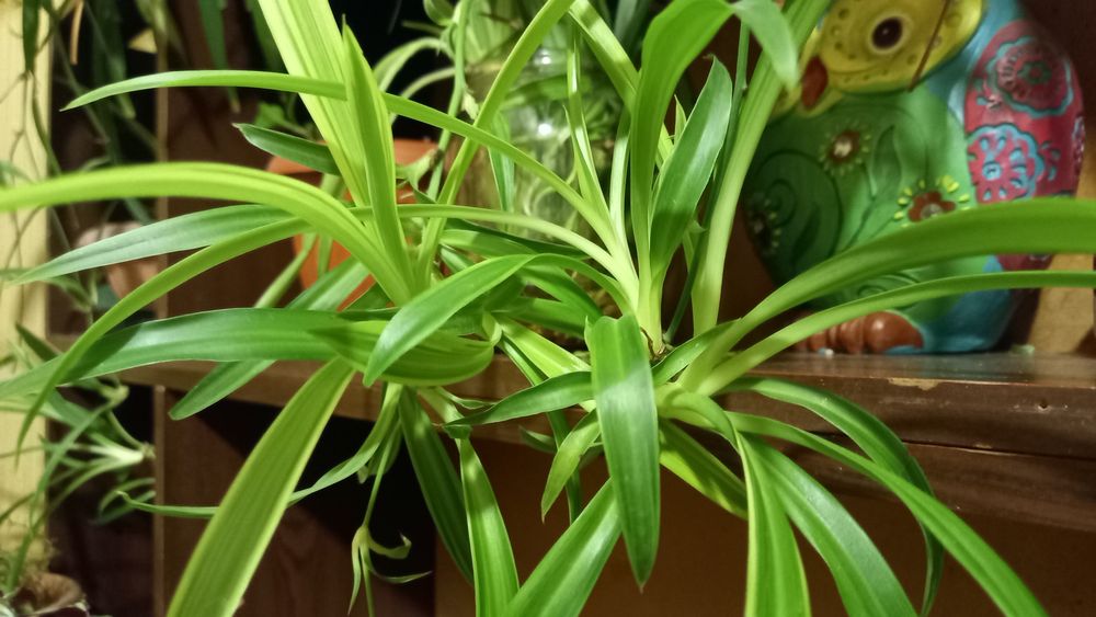 Комнатные цветы молоденькие