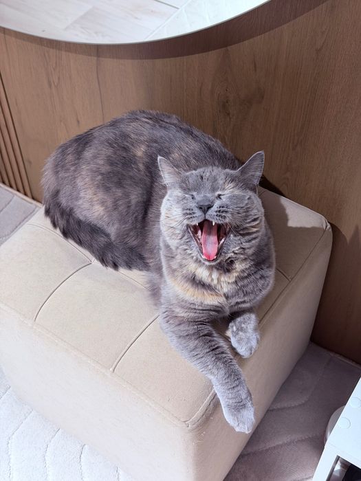 Британская кошка