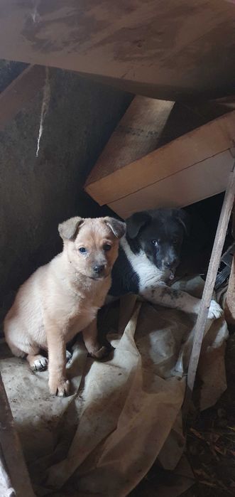 doi catei metis haiosi