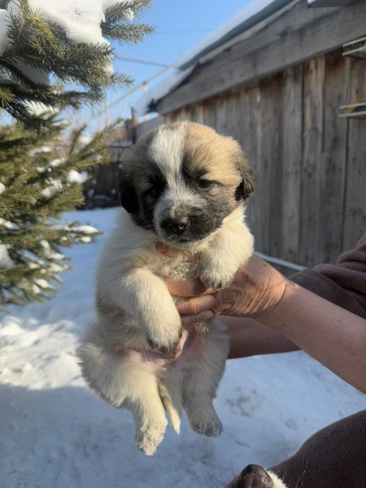 Щенки в хорошие руки