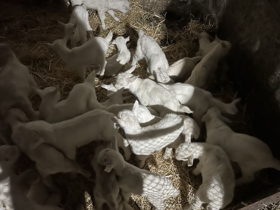 Мъжки Саански ярета