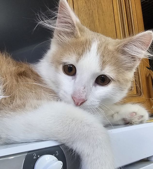 Котенок  мальчик)))