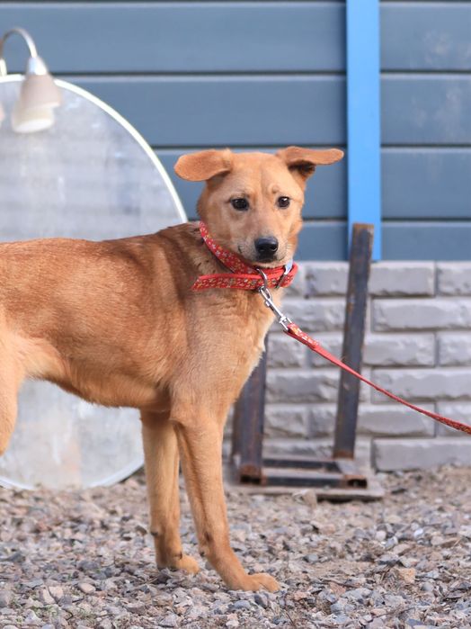 Щенок-девочка Нэна, 10 месяцев