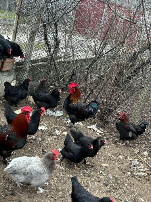 Разплодни яйца от Марани и Амераукани