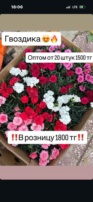 Цветы комнатные оптом