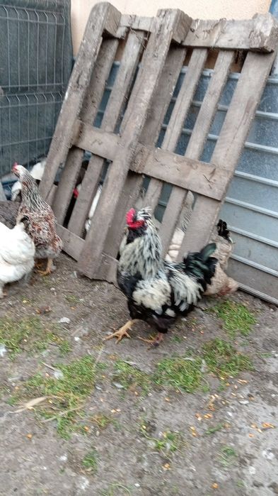 Vând oua pentru incubat