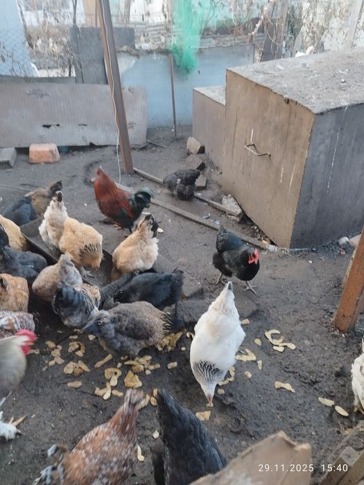 Куры домашние , молодые