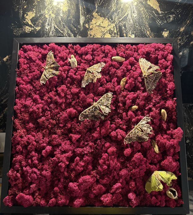 Tablou handmade vintrage retro licheni stabilizati coconi si fluturi exotici framed ramă perete decoratie cadou 70x70 cm Entomologie comanda prin olx
