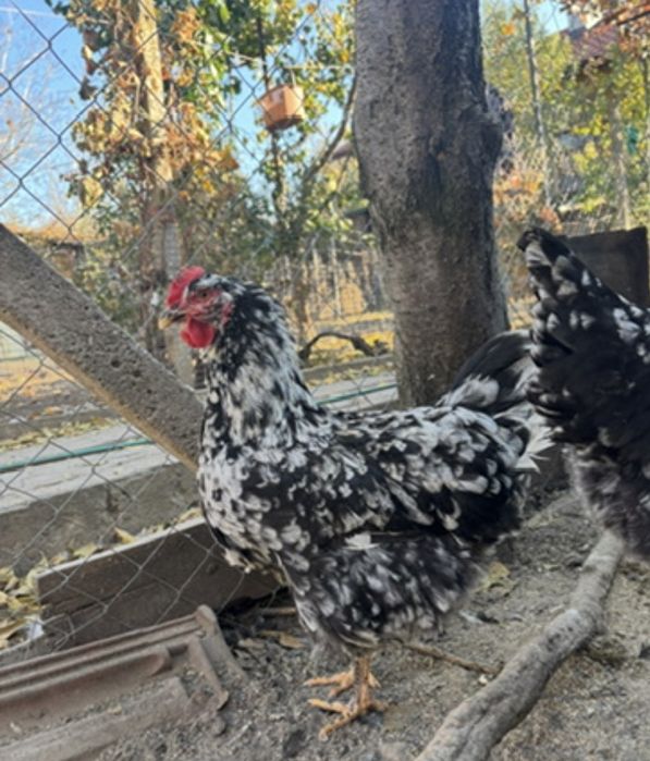 Оплодени Яйца от Селска Шарена Кокошка 0.80€