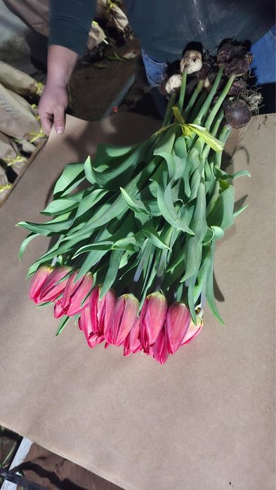 Тюльпаны оптом Алматы