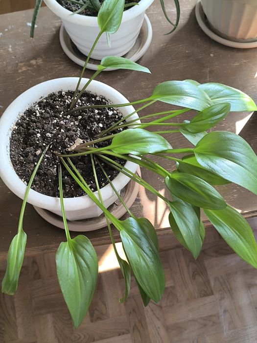 Красивые комнатные цветы