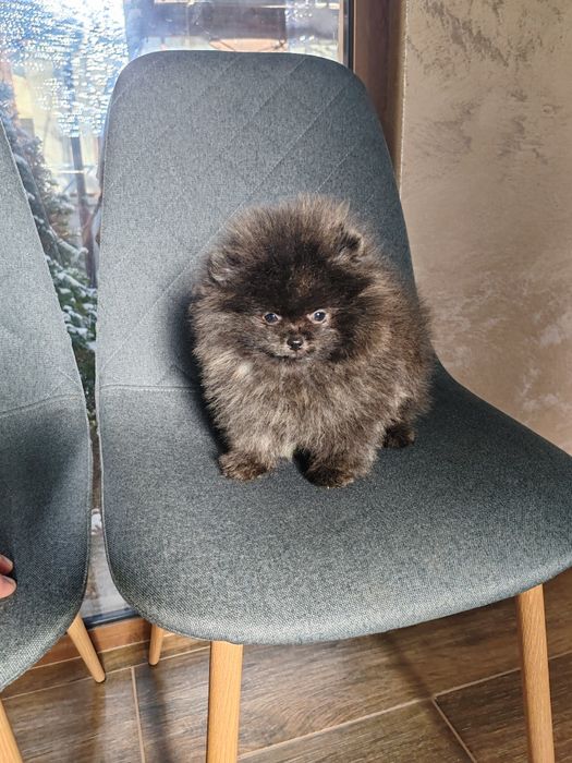Померан мини  мъжки