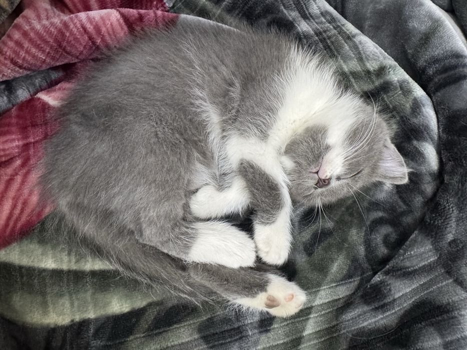 Скотш страйт сотилади 2ойлик киз бола