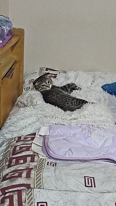Продаю котенка срочно