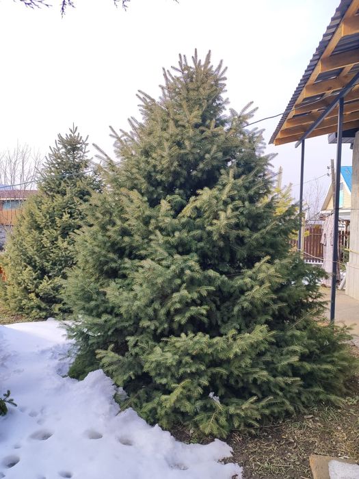 Ель тянь-шаньская