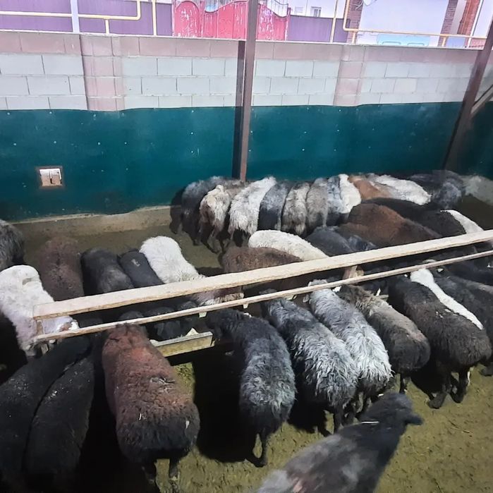 Кой токты тусак кошкар сатылады