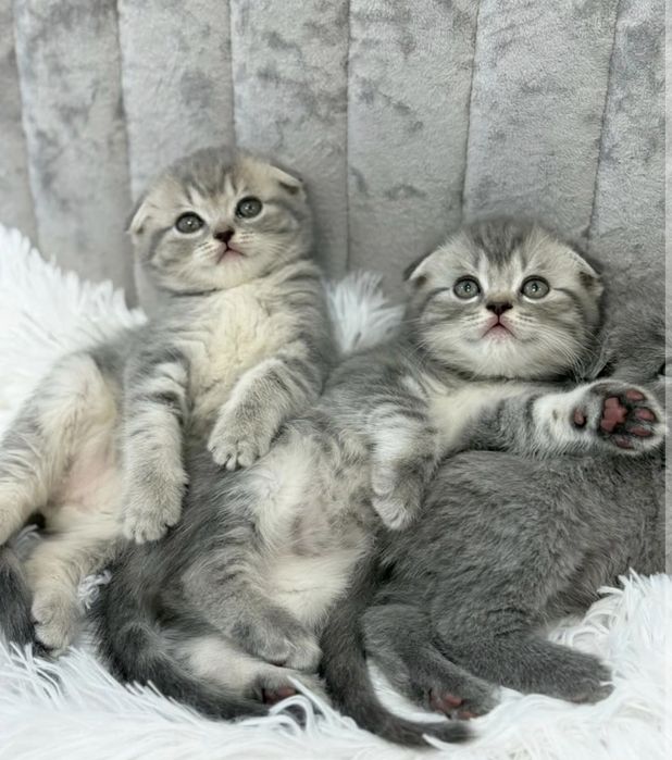 Шотландские котята Скоттиш Фолд