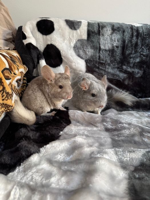 Chinchilla de vanzare