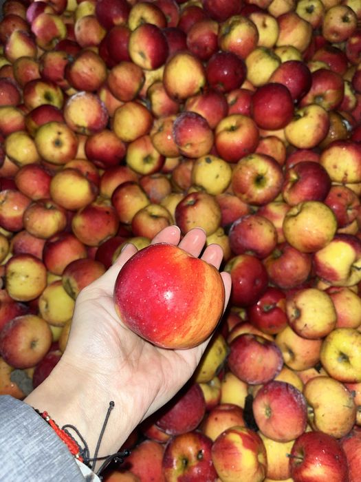 Mere de vânzare Florina ,Iudared , Ionatan