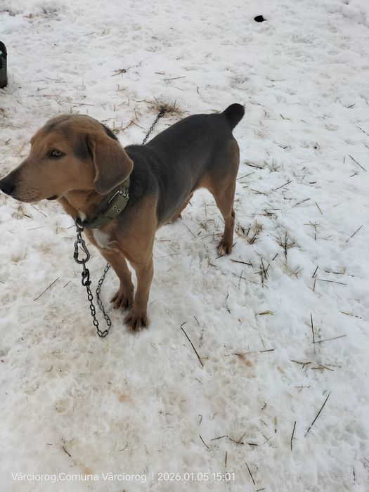 Câine  de vânătoare