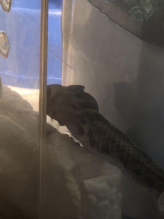 продам сцинкового геккона