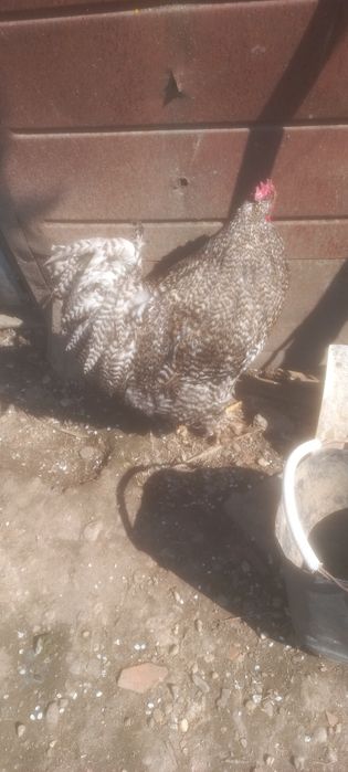 Vînd sau Schimb COCOȘ DE Rasă ȘI 2 Găini