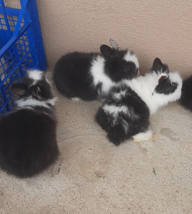 Iepurași cap de leu