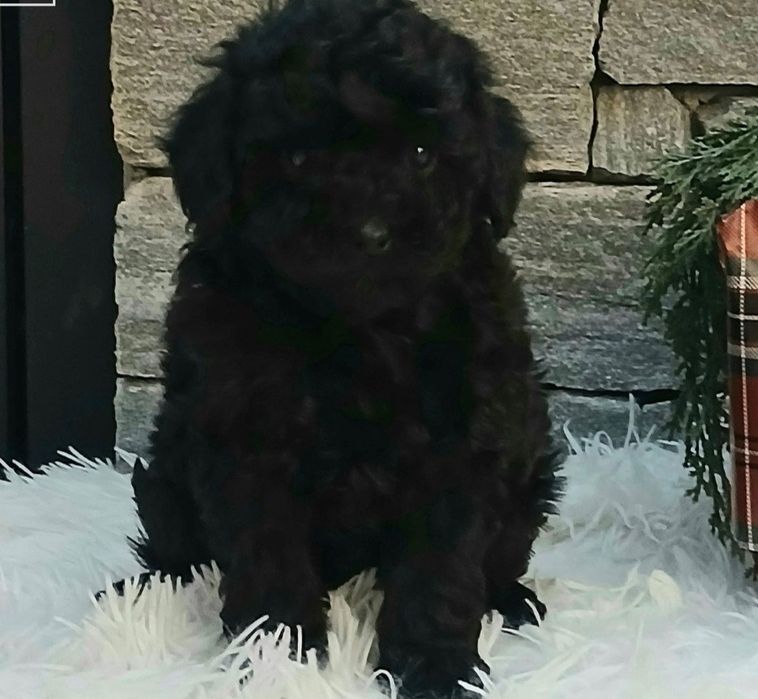 Мини пудел мъжки