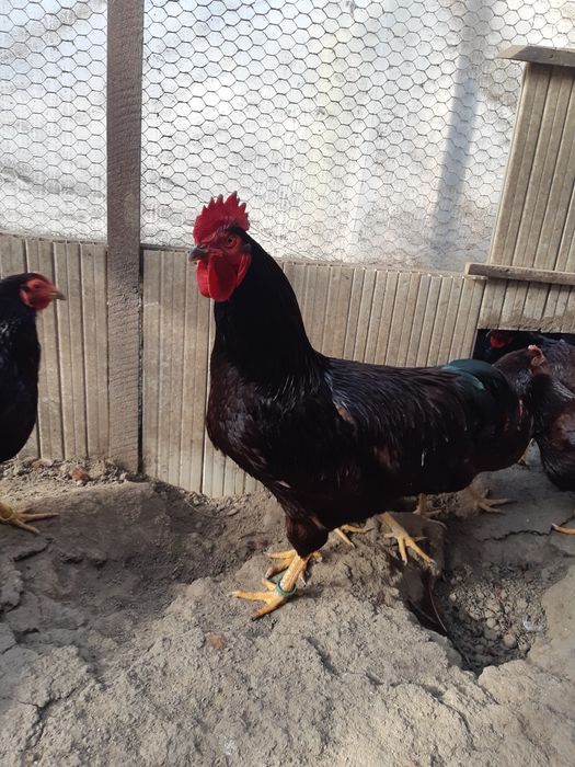 Oua Rhode Island pt incubator