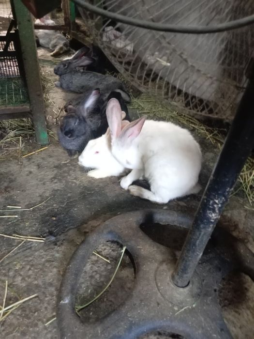 Кролик белый велекан фландр