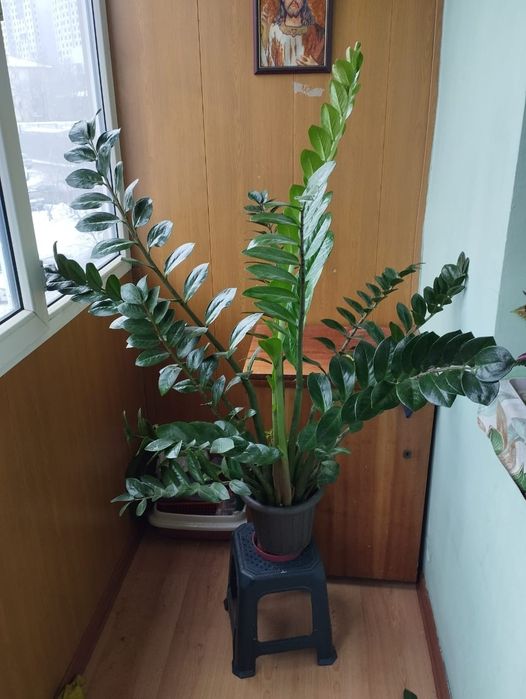 Продам замиокулькас
