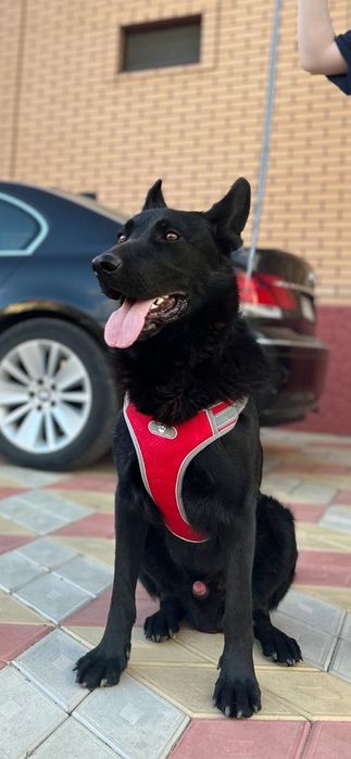 Щенки немецкой овчарки.ЧЕРНЫЕ.